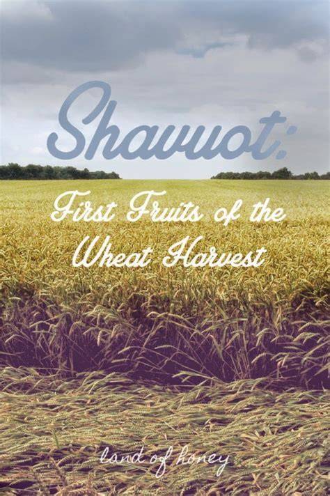 Shavuot harvest wheat and first fruits