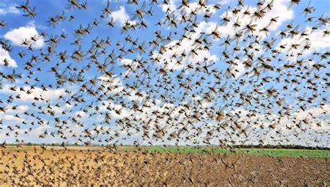 Locust swarm darkening the sky